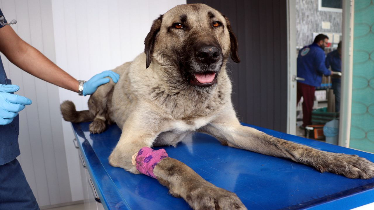 Kayseri'de zehirlenen köpek özel klinikte tedaviye alındı