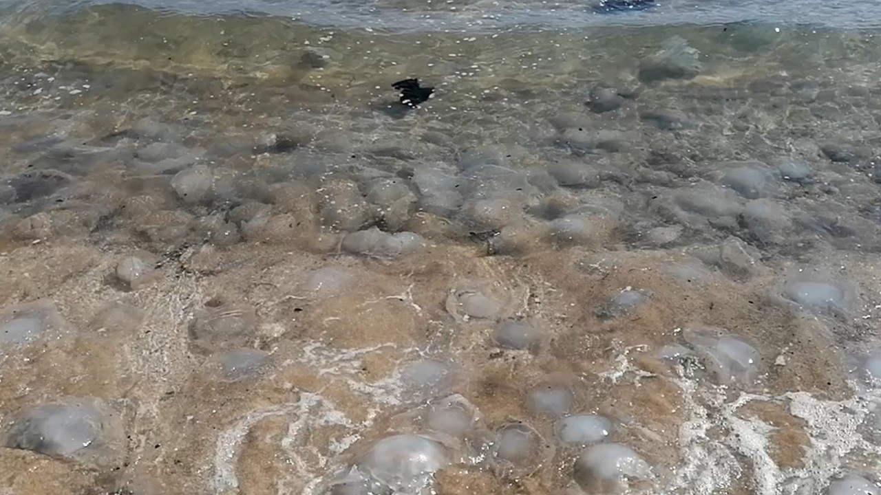 Mersin'de ölü denizanaları kıyıya vurdu