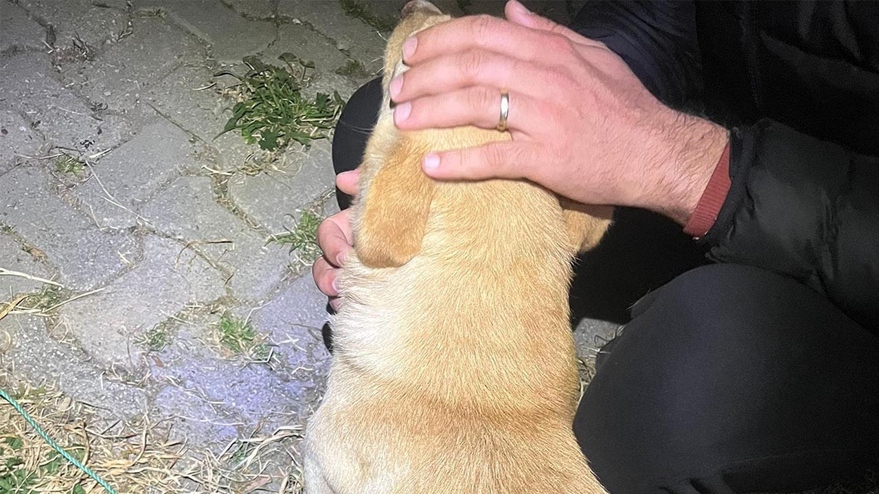 Bodrum'da zehirlenen 11 sokak hayvanından 7'si kurtarılamadı