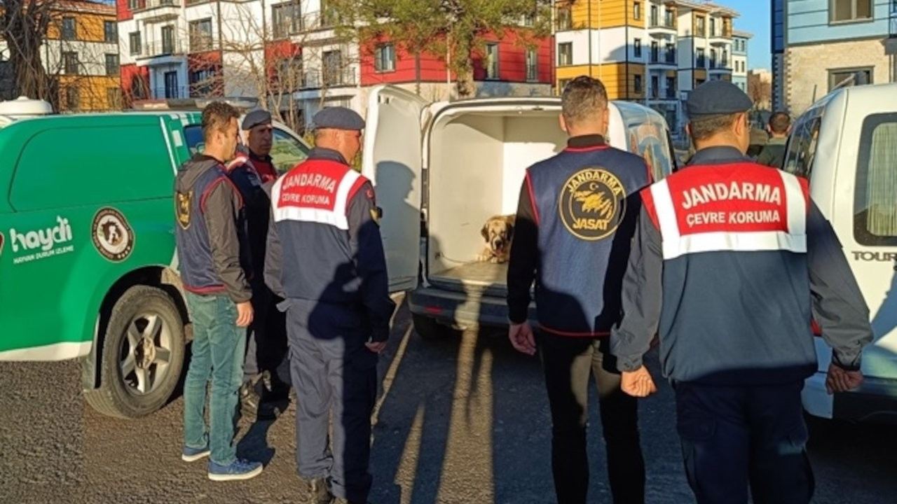 Nevşehir'de köpek dövüştüren 9 zanlı gözaltında