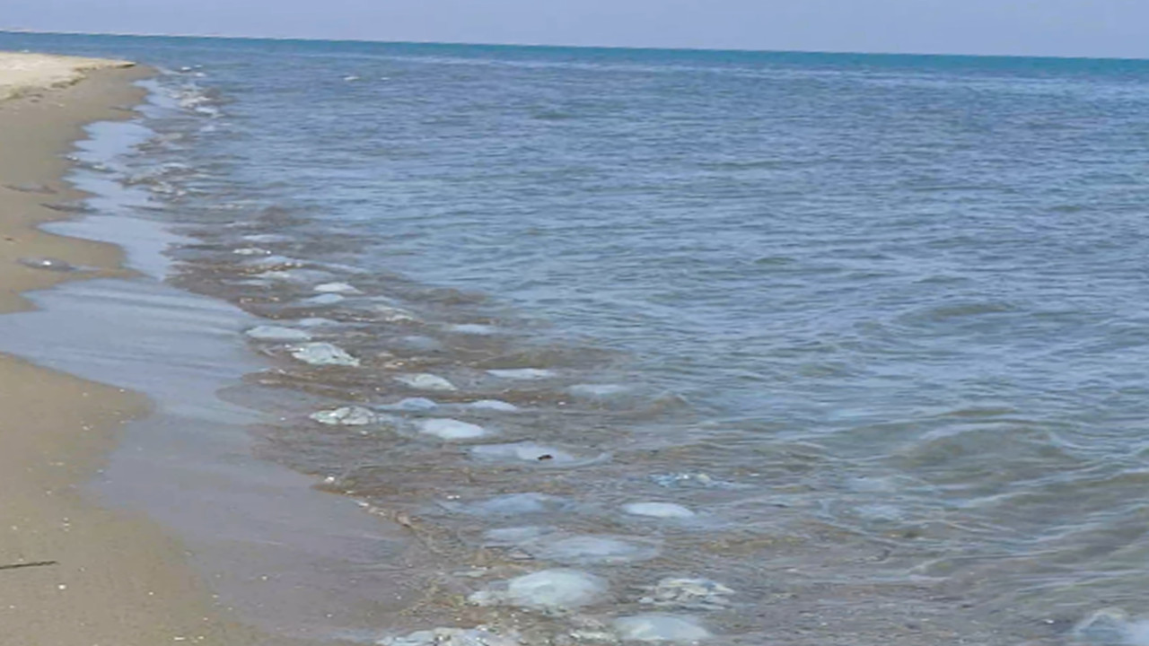 Binlerce denizanası Yumurtalık Lagünü sahiline vurdu