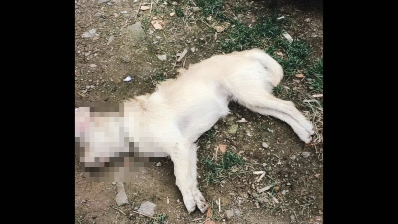 Gökçeada'da 14 köpek zehirlenerek katledildi