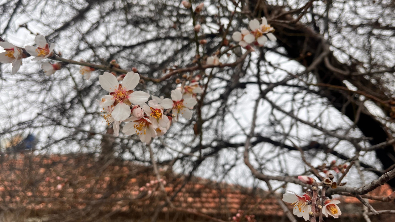 Burdur'da badem ağaçları nisanı beklemeden çiçek açtı