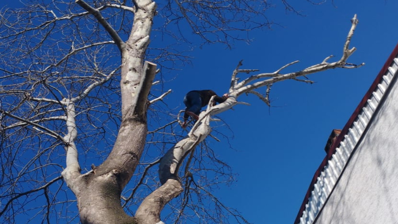Ağaca tırmandı, polisten yine de kaçamadı