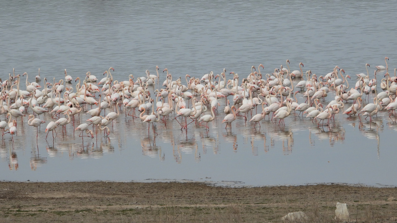 Yolcu uçağı flamingo sürüsüne çarptı, 36 kuş öldü