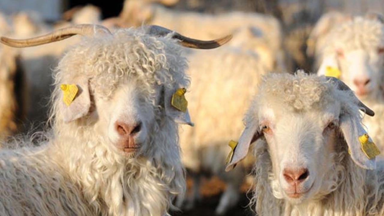 Eskişehir'de özel yetiştirilen keçilerden 2.5 ton tiftik elde edilecek