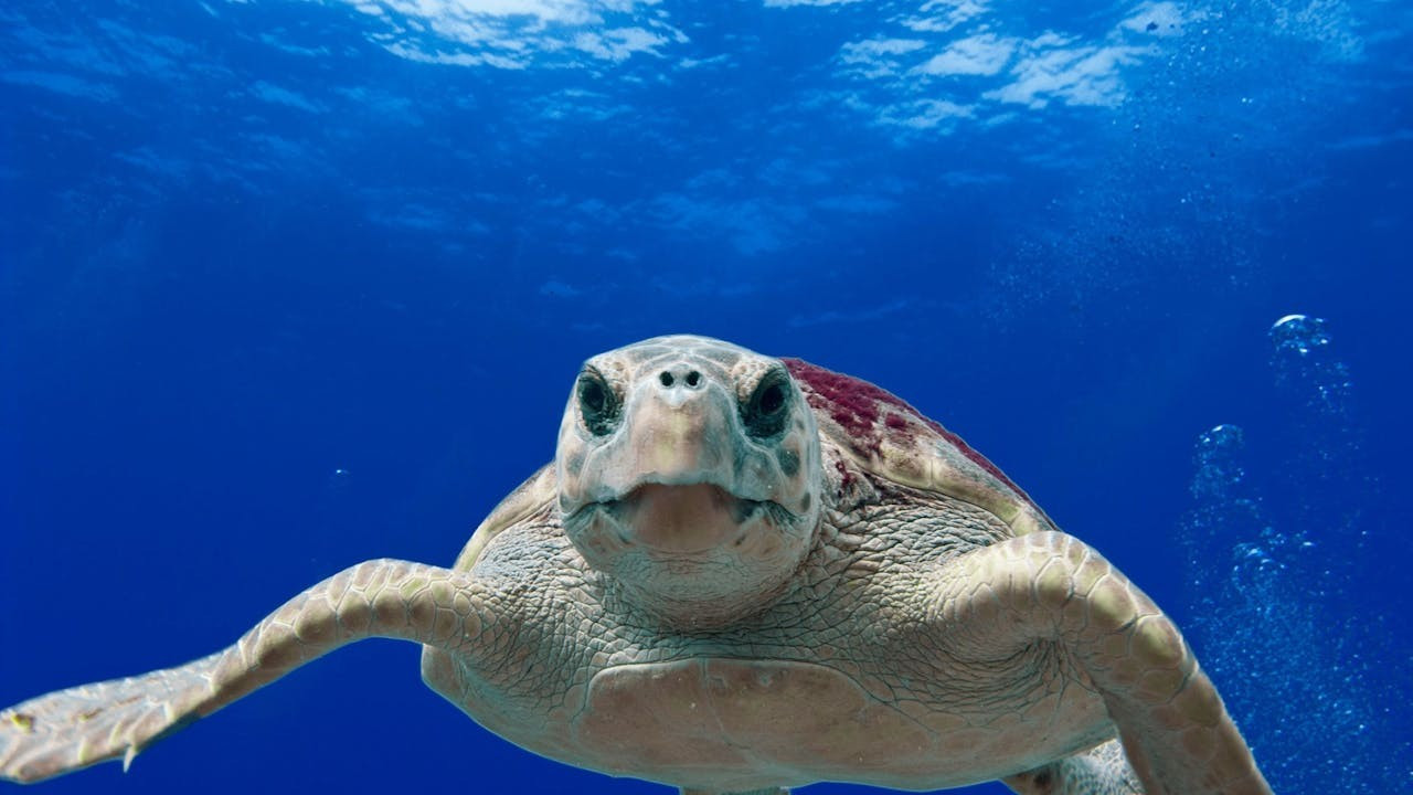 Deniz kaplumbağası yiyen 9 kişi hayatını kaybetti