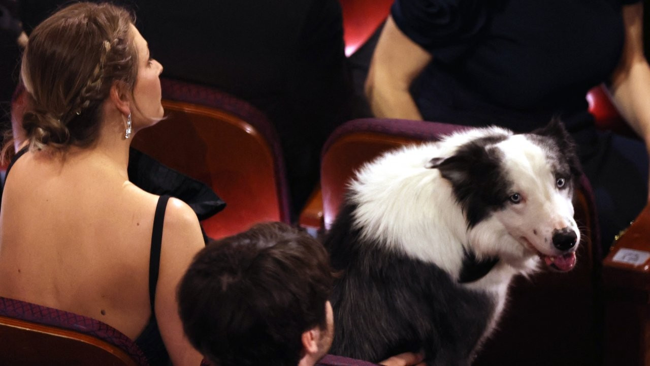 Yapımcılar şikayetçi olmuştu: 'Bir Düşüşün Anatomisi'ndeki köpek Messi 96. Oscar Ödülleri'nde