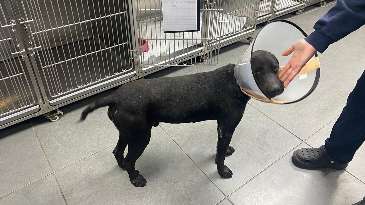 Sokak köpeğinin kulağına tümör ameliyatı yapıldı
