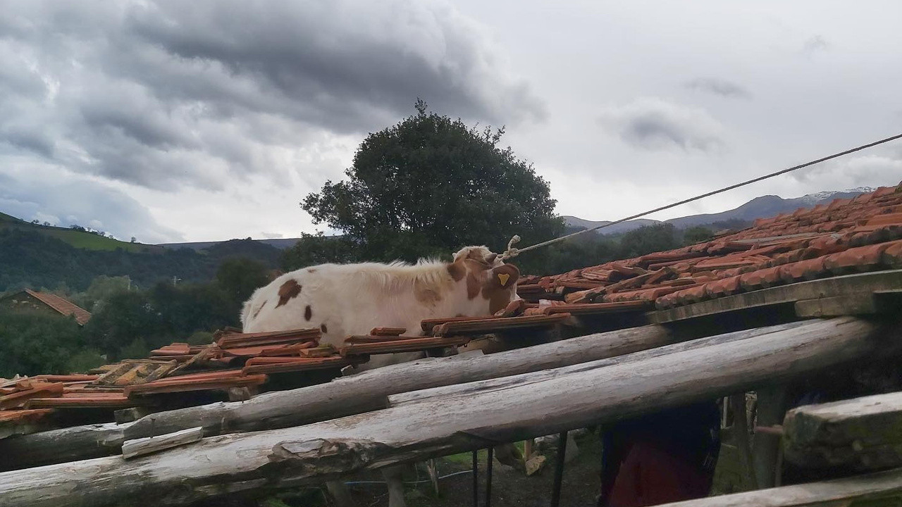 Manisa'da çatıda mahsur kalan ineği itfaiye ekipleri kurtardı