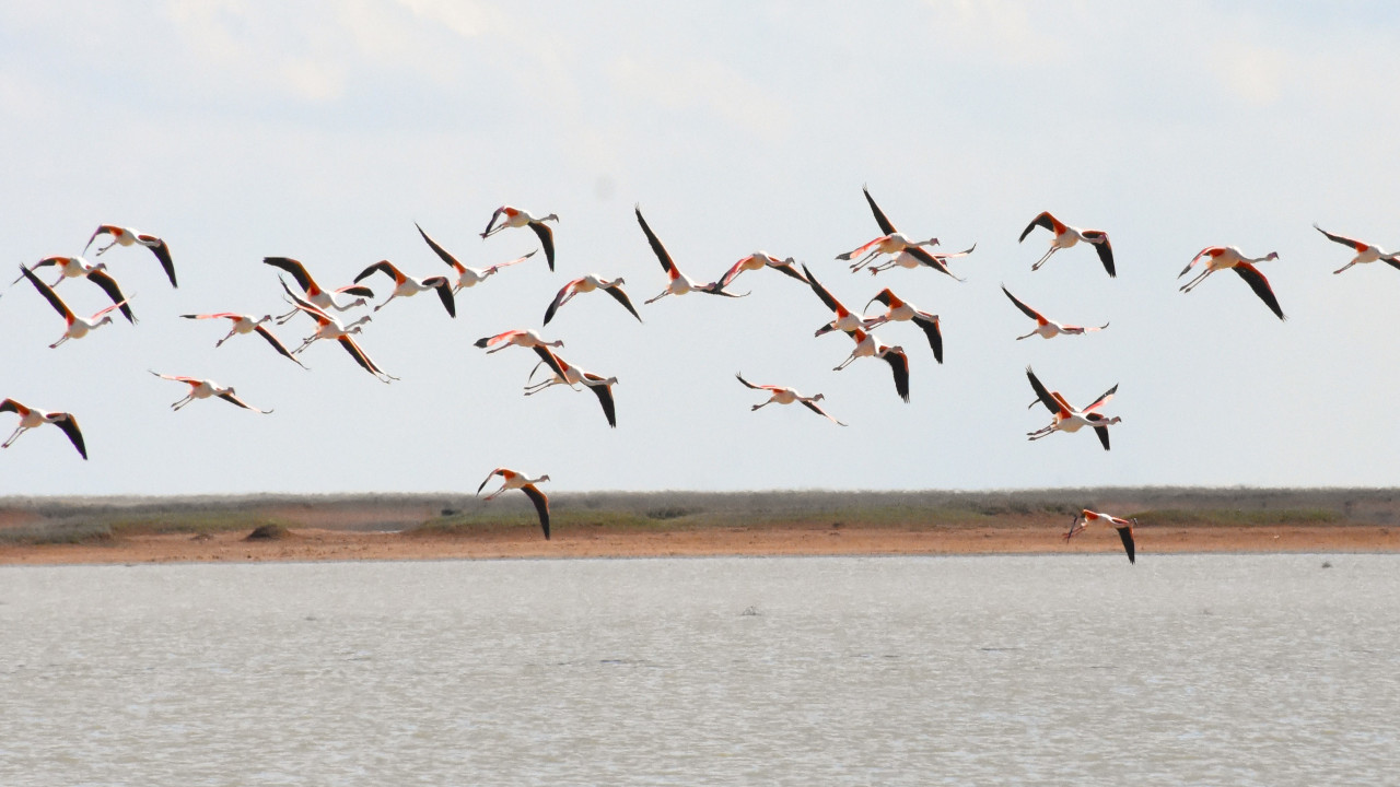 Flamingolar beslenmek ve üremek için Tuz Gölü'ne gelmeye başladı