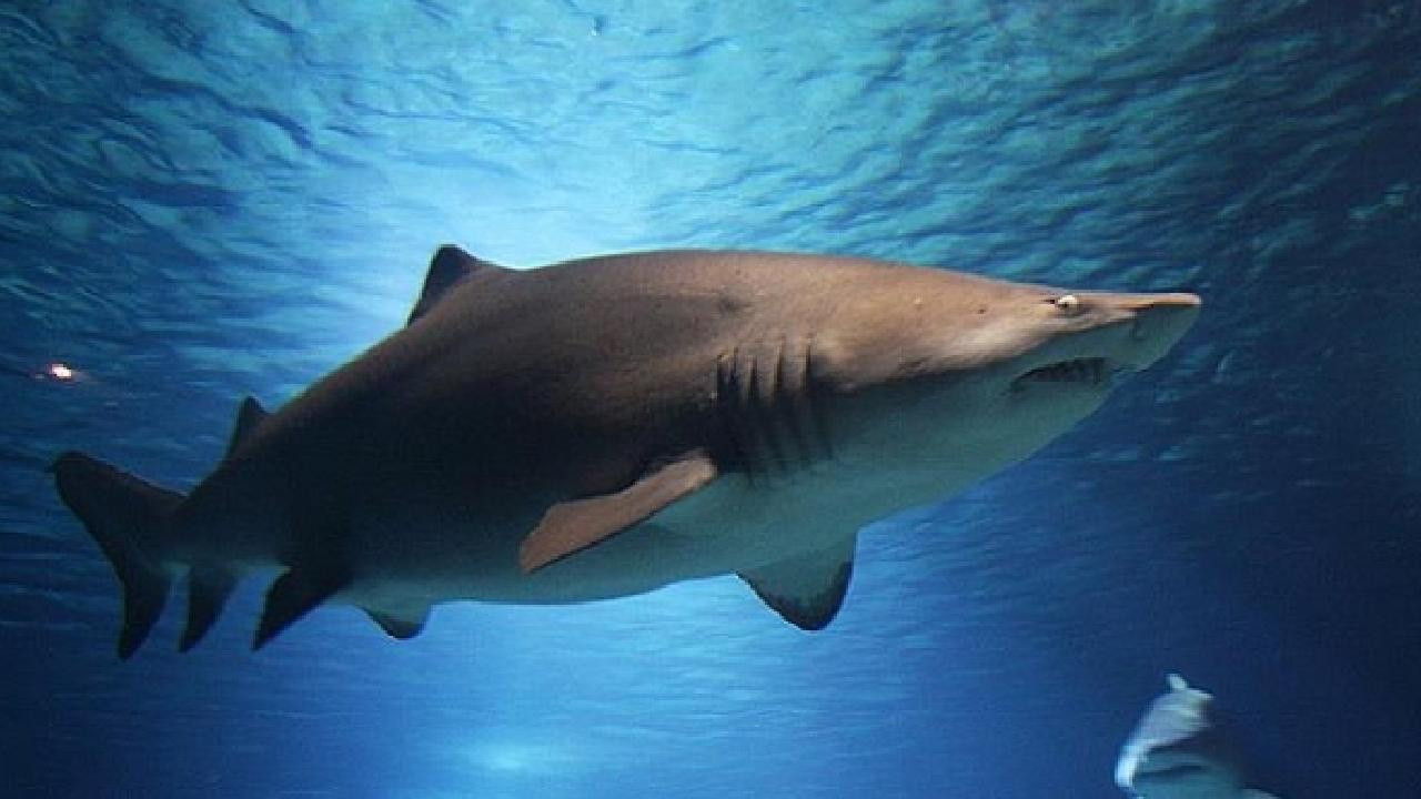 Yeni araştırma: Denizler ısındıkça boğa köpek balığının nüfusu artıyor