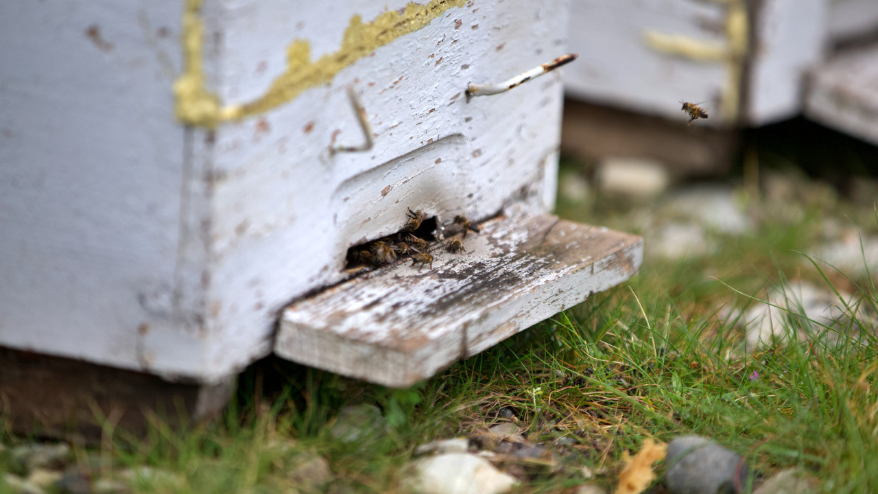 Zirai ilaçlar, yalancı bahara aldanan arıların ölümüne yol açabiliyor