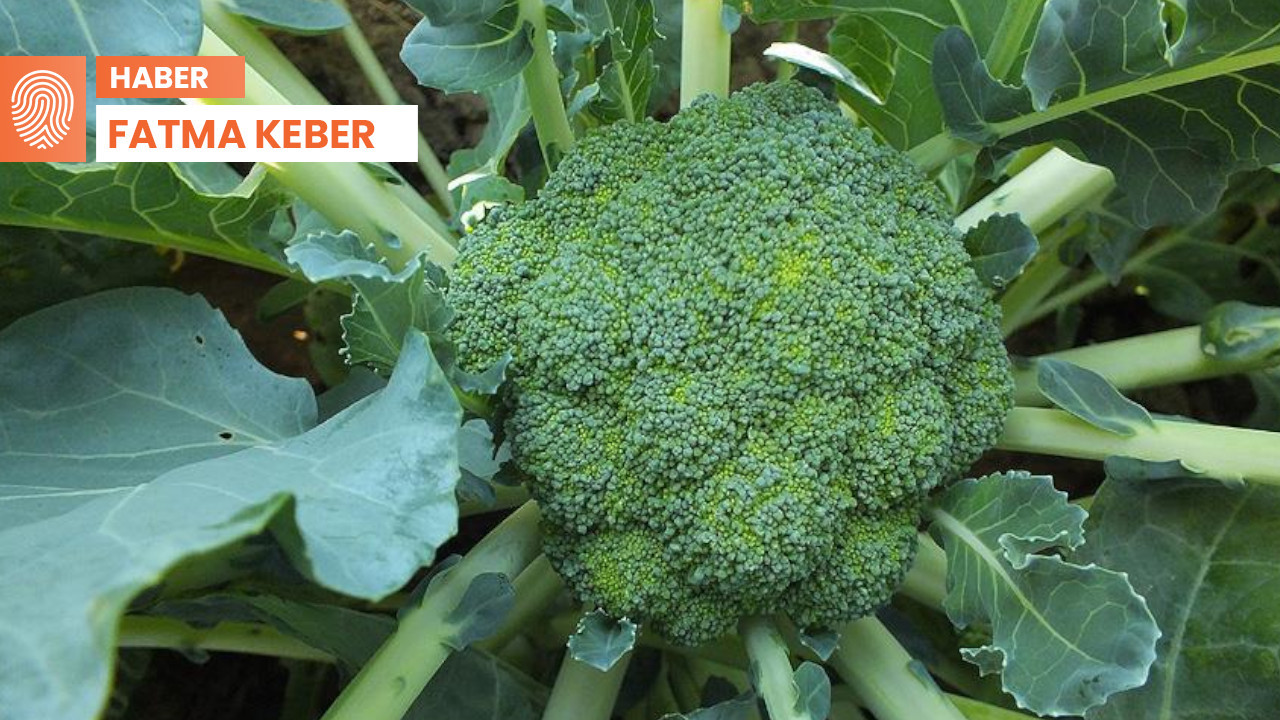 Urfa'da brokoli üretimi artıyor: 'Maliyetlere karşı çiftçinin çözümü'
