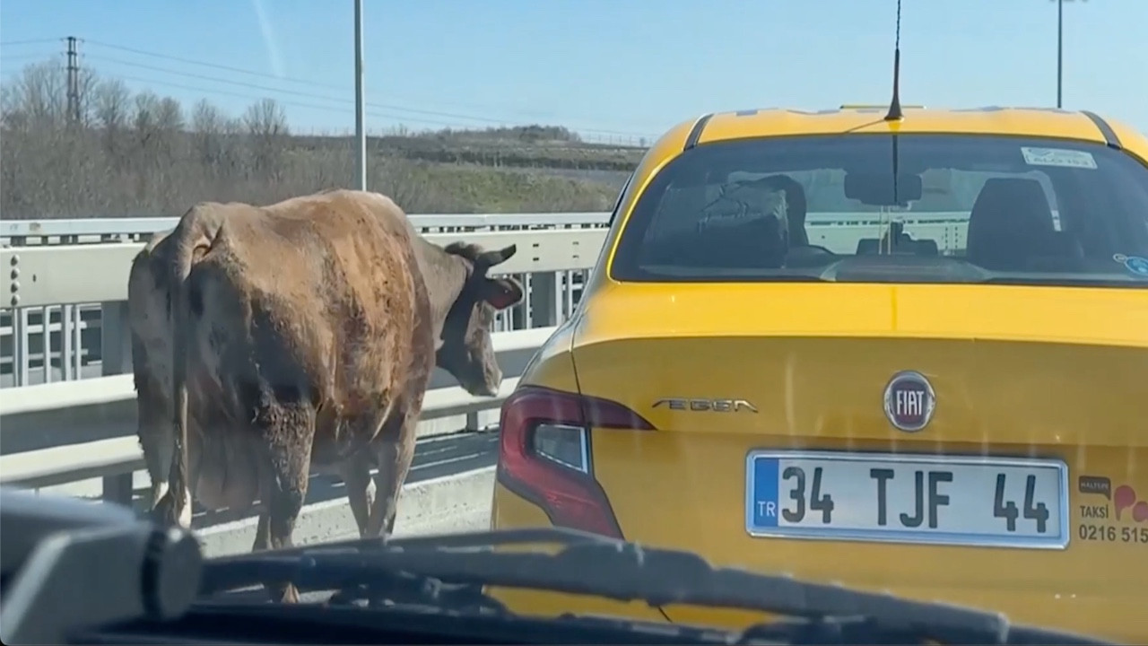 Sahibinden kaçan bir inek, otoyolda trafiği tehlikeye attı
