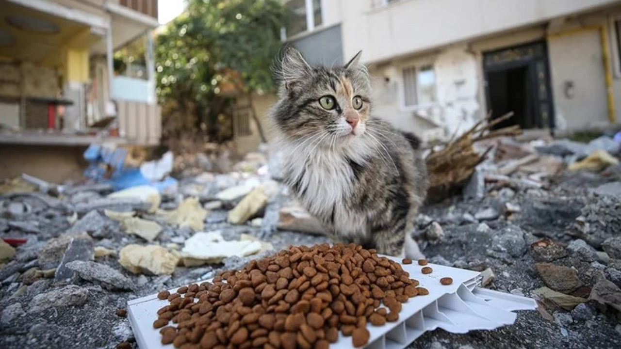 Dört Ayaklı Şehir'den Antakya'da sokak hayvanları için tedavi merkezi