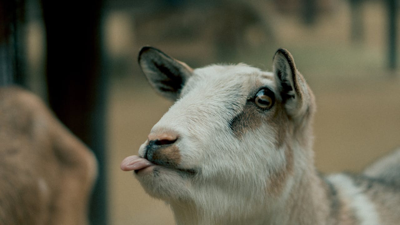Keçiler için 'evlat edindirme' kampanyası başlatıldı