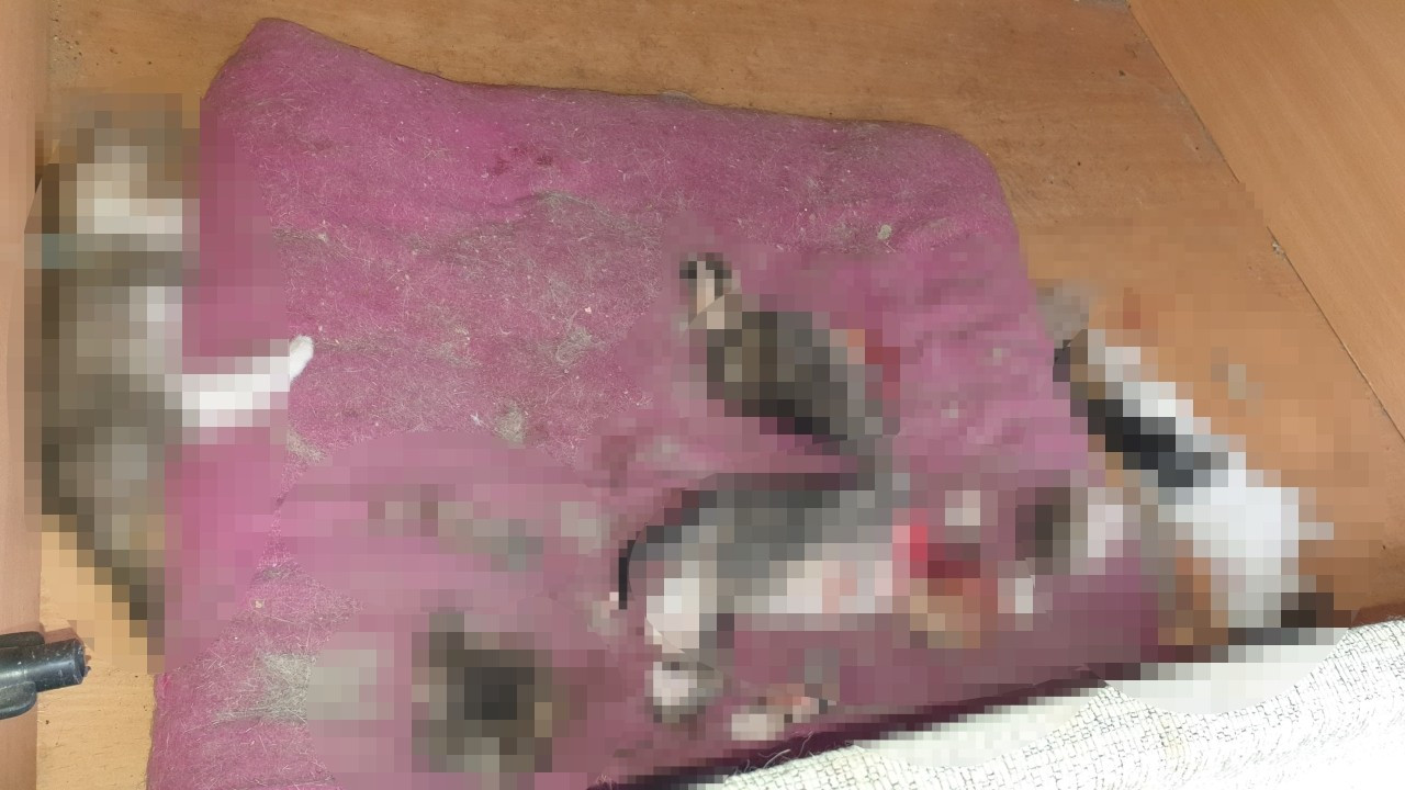 Etimesgut'ta yavru kediler katledildi: Erdal Beşikçioğlu'ndan açıklama