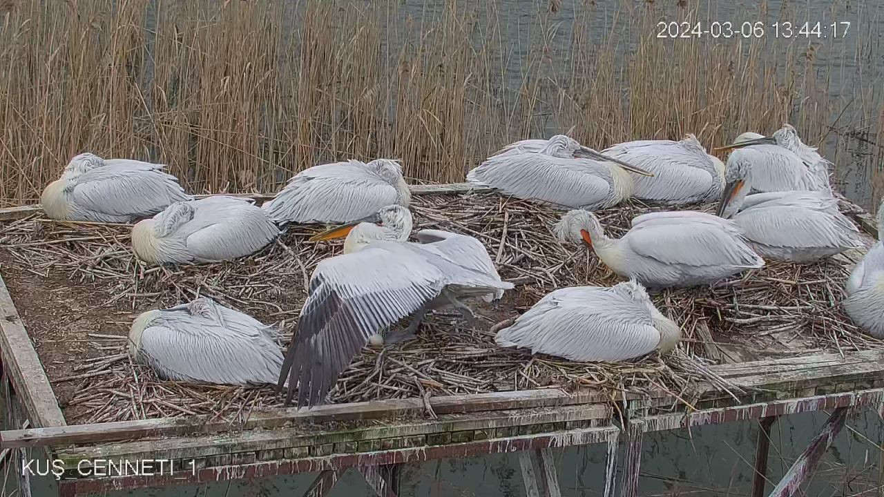 Nesli tehlikedeki tepeli pelikan yavruları, yuvalarında kamerayla izleniyor - Sayfa 3