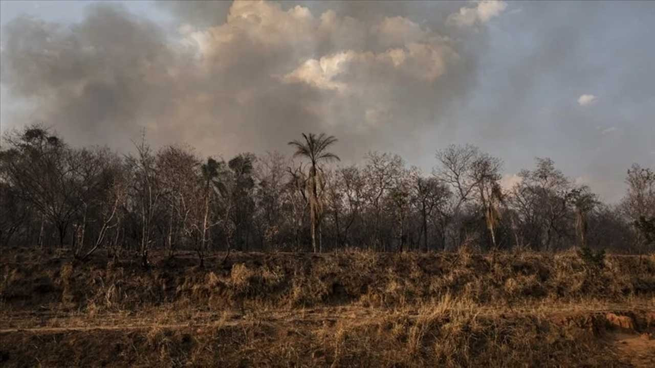 Küresel yağmur ormanı kaybı hızı: Dakikada 10 futbol sahası