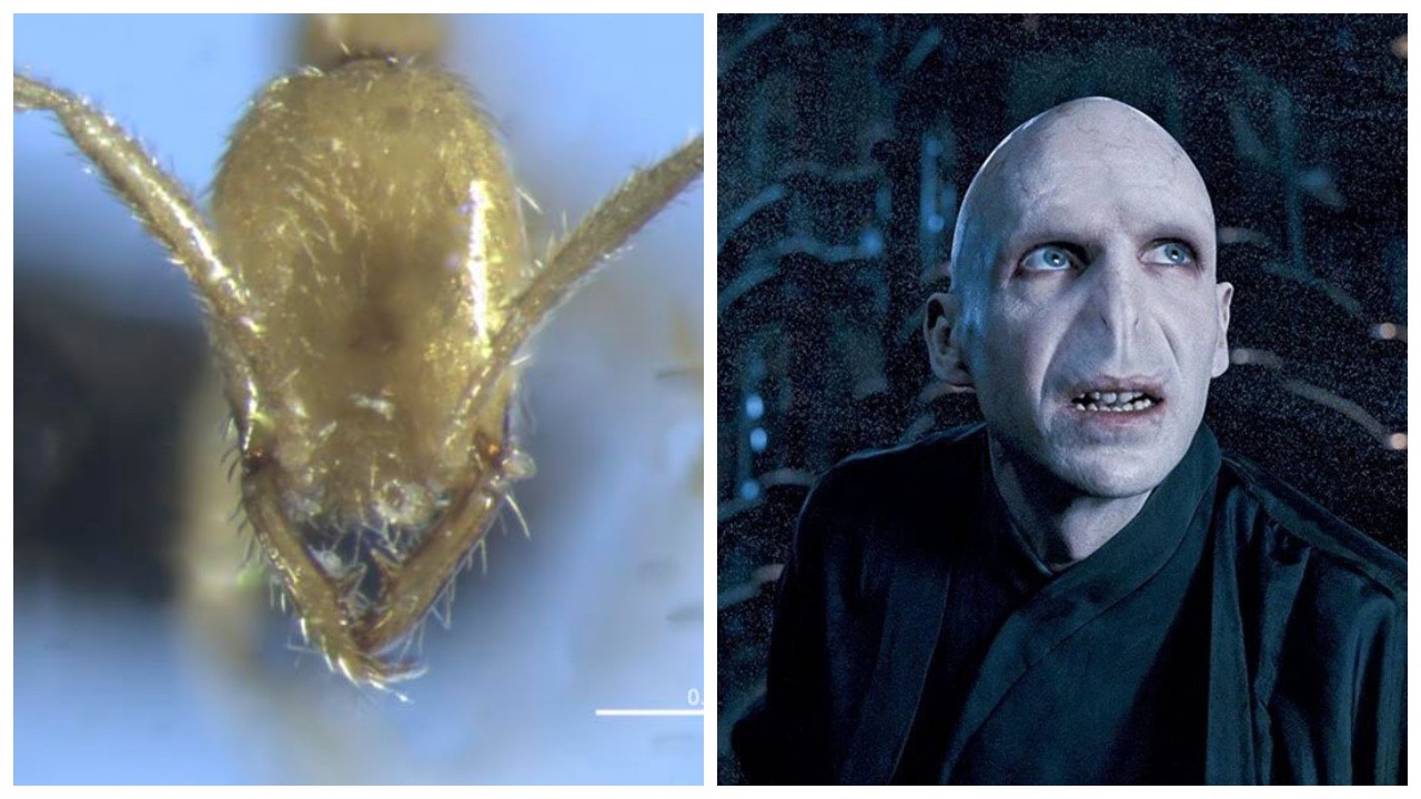 Yeni keşfedilen bir karınca türüne Harry Potter karakteri Voldemort'un ismi verildi