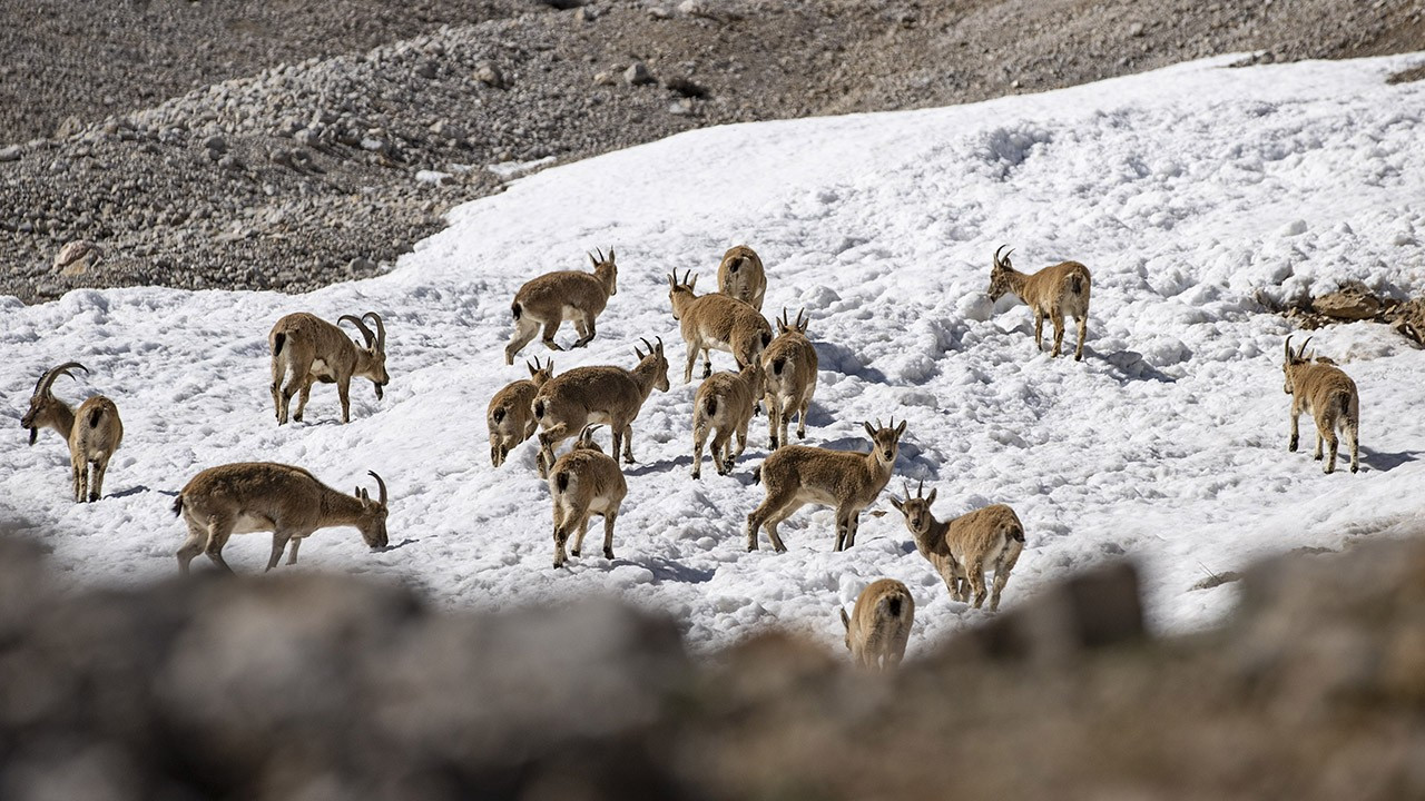 Munzur Dağları'nda yaban keçisi sürüleri görüntülendi