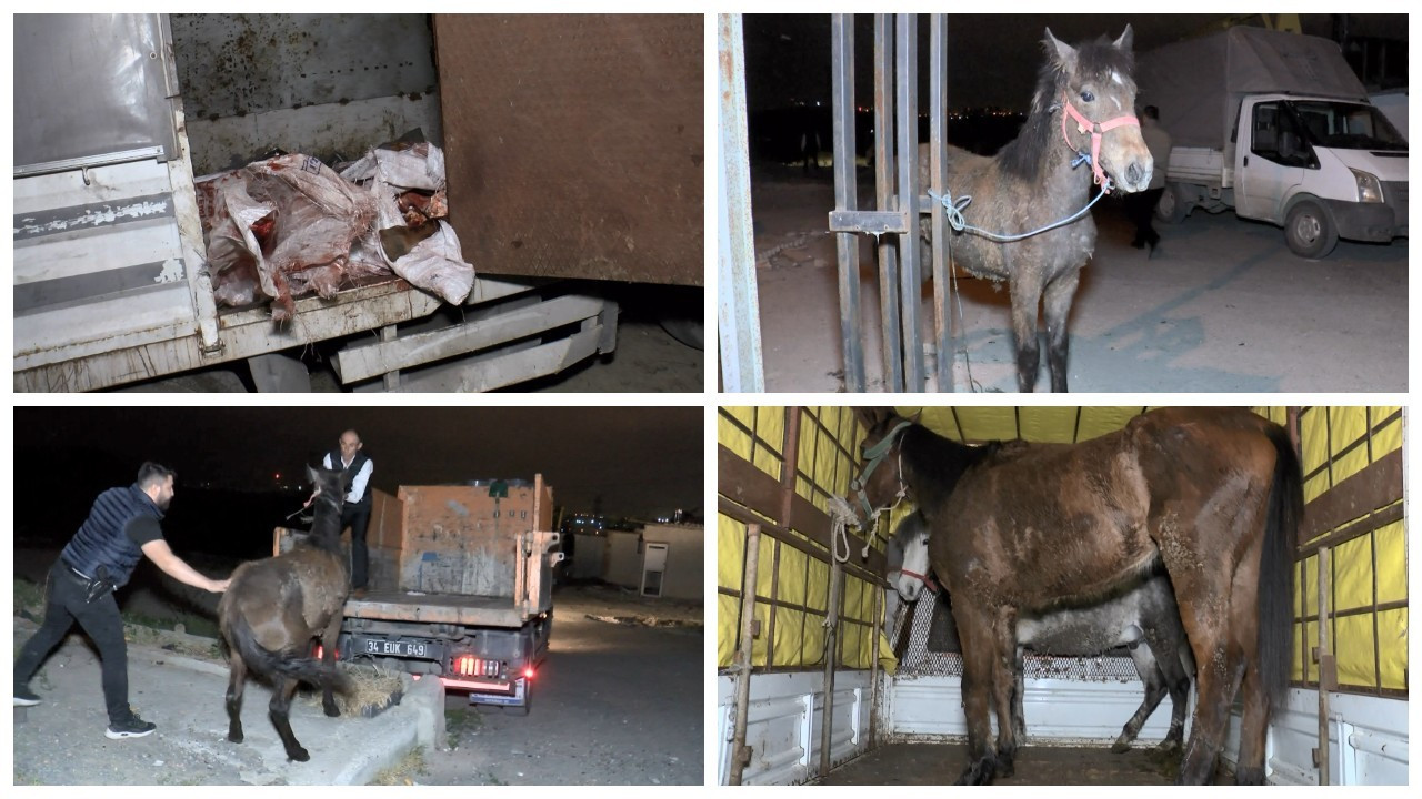 İstanbul'da at eti baskını: Ahırdaki 3 at korumaya alındı