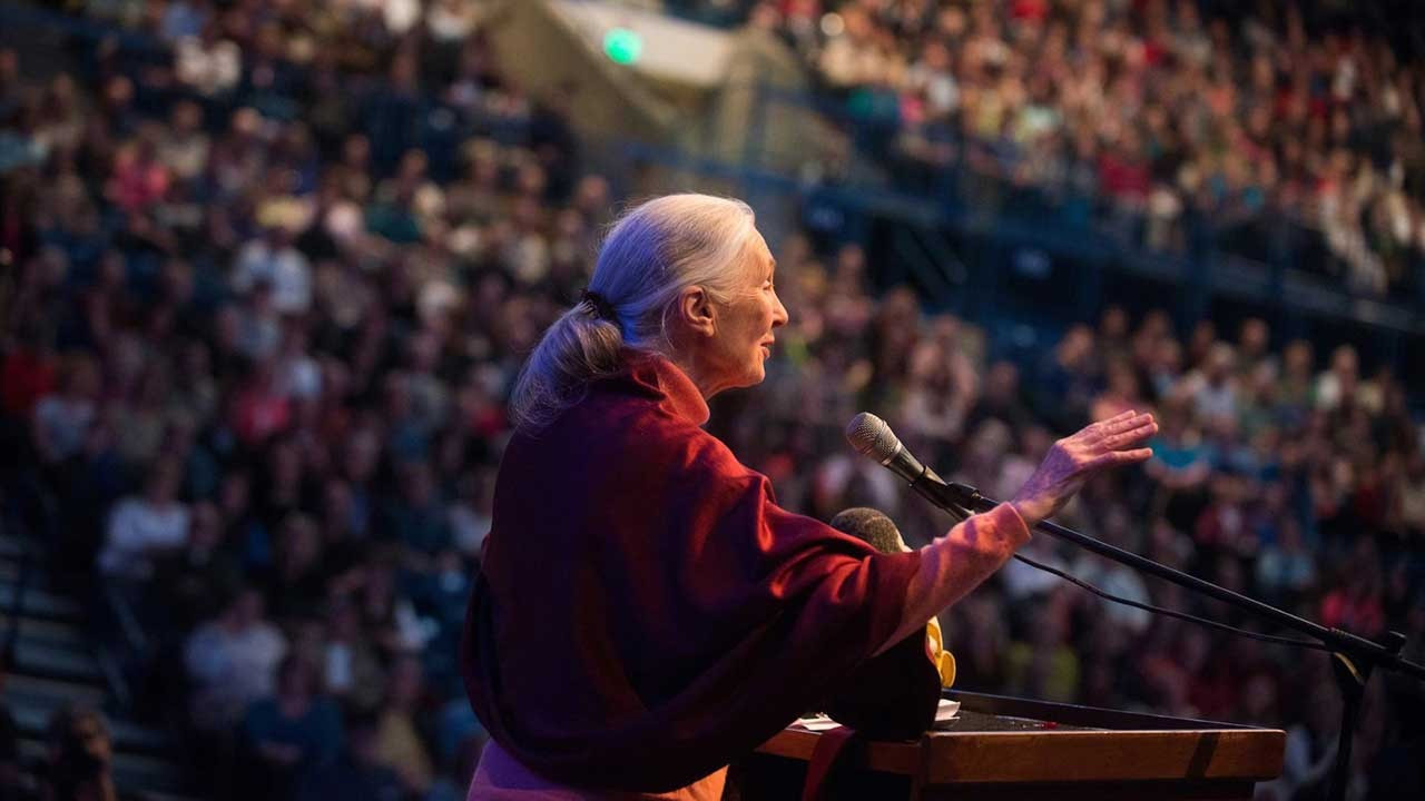 Pera Müzesi, etolog Dr. Jane Goodall’ı ağırlıyor