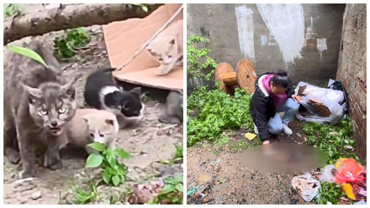 İstanbul'da 3 yavru kedi öldürülmüş halde bulundu