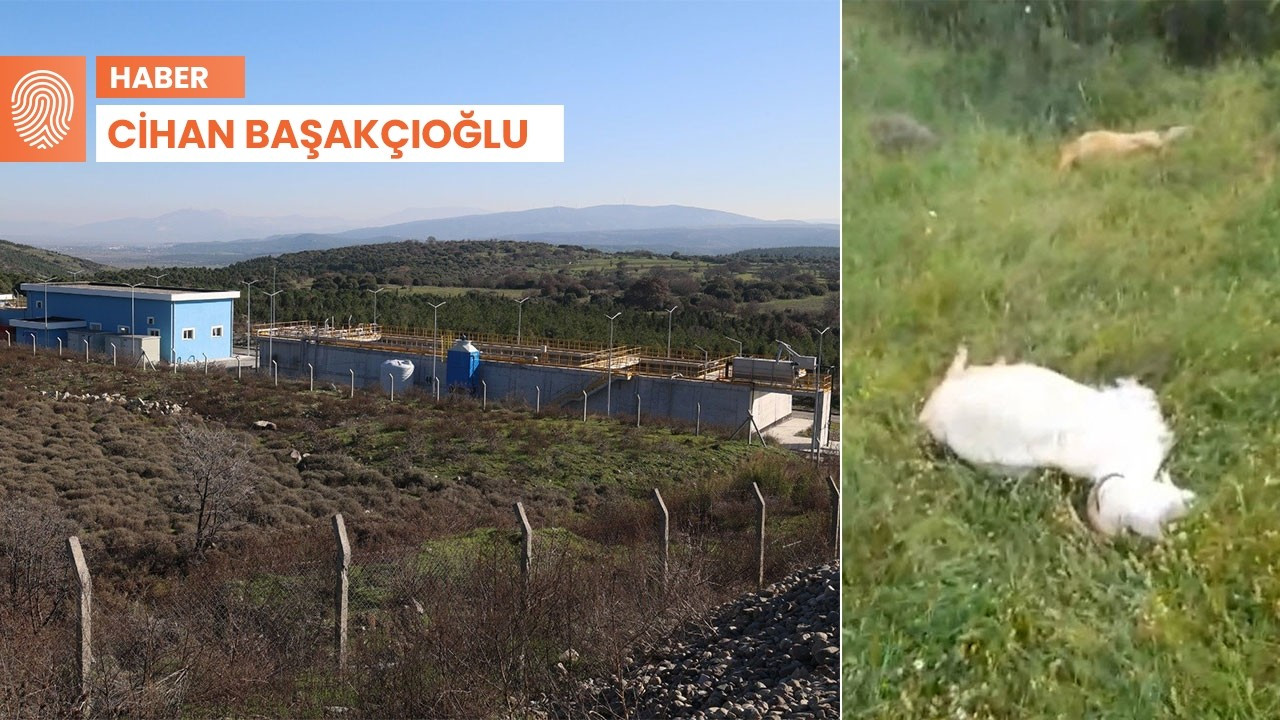 Meradaki sudan içen keçiler öldü: Sebebi katı atık tesisi mi?