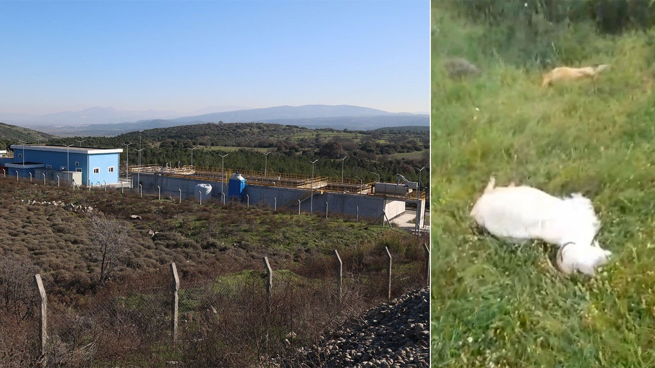 Bergama'daki keçi ölümlerine belediyeden savunma: ‘Tesis standartlara uygun çalışıyor'