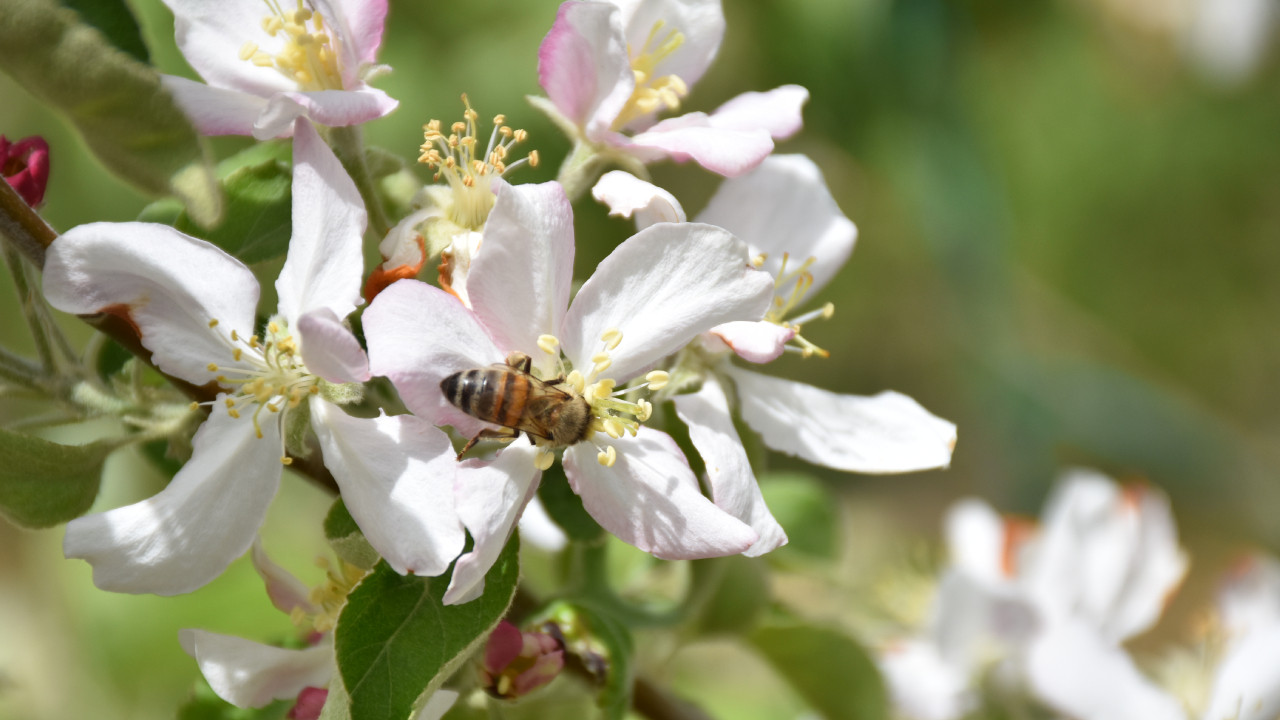 Karaman'da kiralık arılarla, elma ağaçlarında tozlaşma sağlanıyor