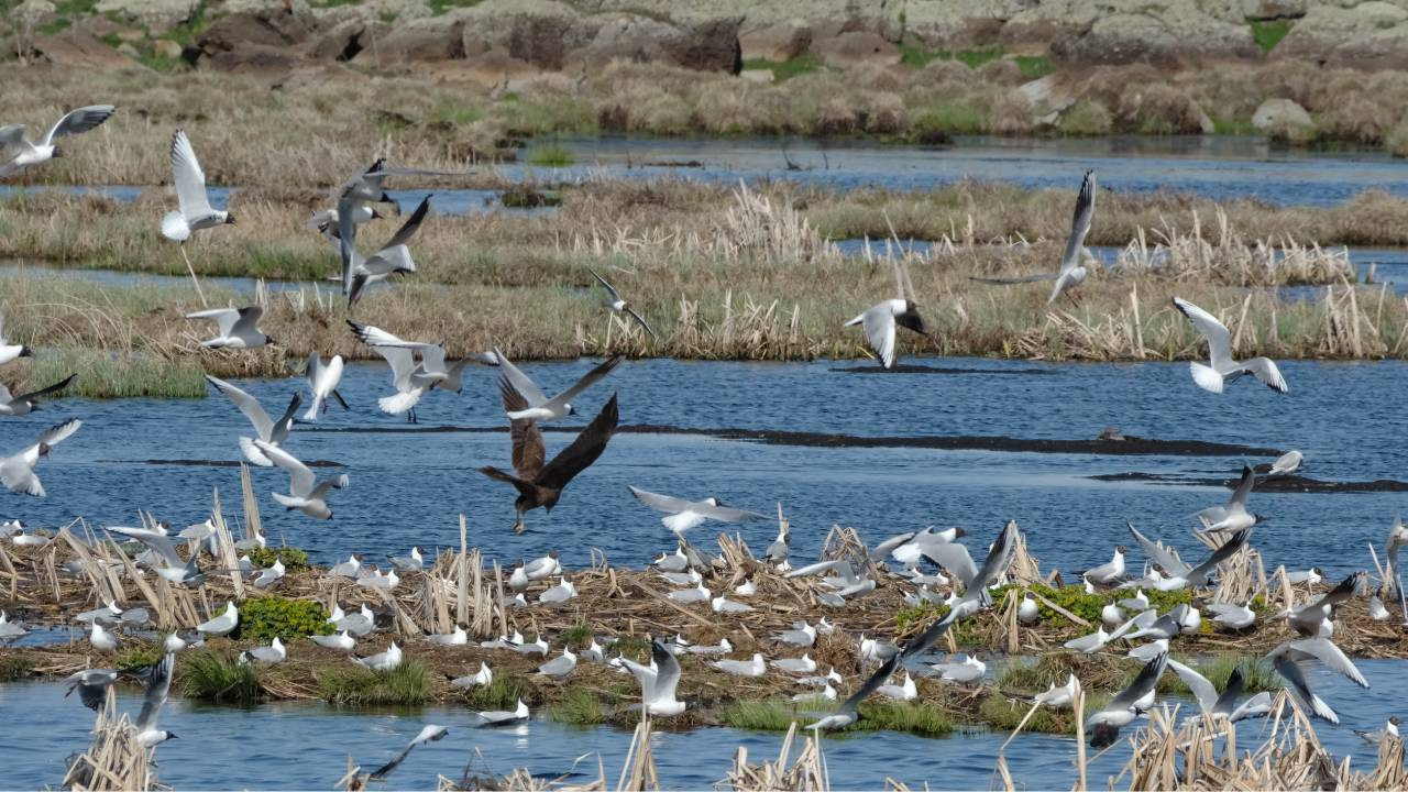 Kars'ta Çalı Gölü'ne göçmen kuşlar gelmeye başladı