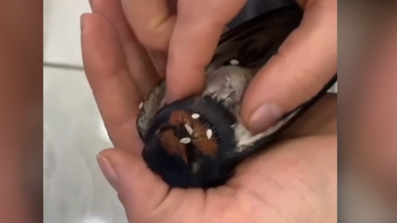 Bir esnaf, otomobil camına çarpan kuşu kalp masajıyla hayata döndürdü