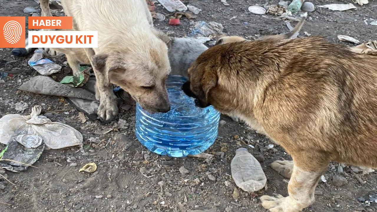 Dersim’de kent çöplüğü 'ölüm kampı'na döndü: Köpekler can çekişiyor