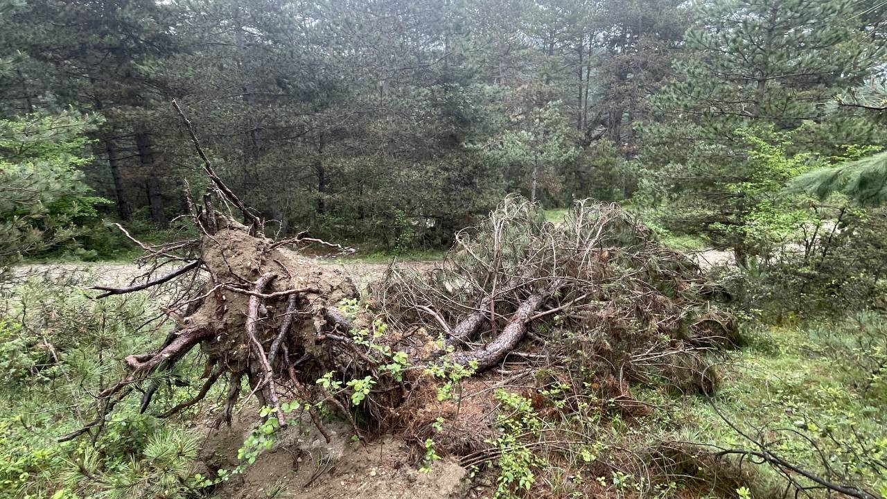 Bolu'da kış aylarında fırtınada devrilen ağaçlar kaldırılıyor