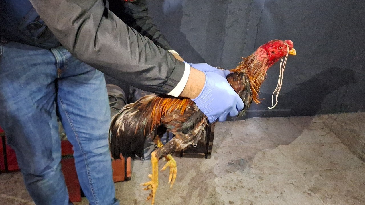 Hayvanları Koruma Derneği'nde horoz dövüştürdüler:  29 kişi yakalandı