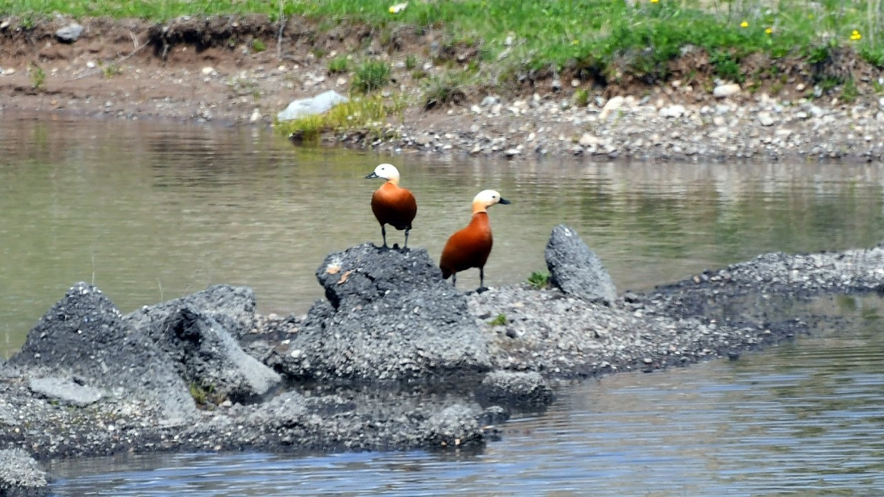 Asboğa Gölü'de buzlar çözüldü, göçmen kuşlar geldi