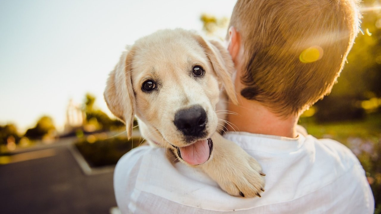 Veterinerler sıraladı: Köpeğinizin mutlu olduğunu gösteren 6 işaret
