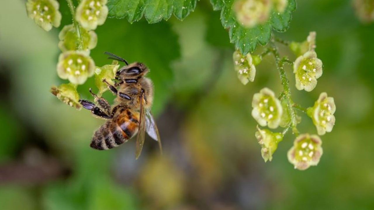 Böcek ilaçları arılara zarar: Üreme başarıları azalıyor
