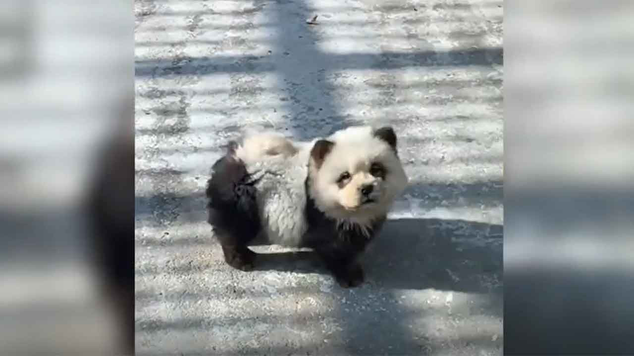 Hayvanat bahçesindeki 'pandalar' köpek çıktı