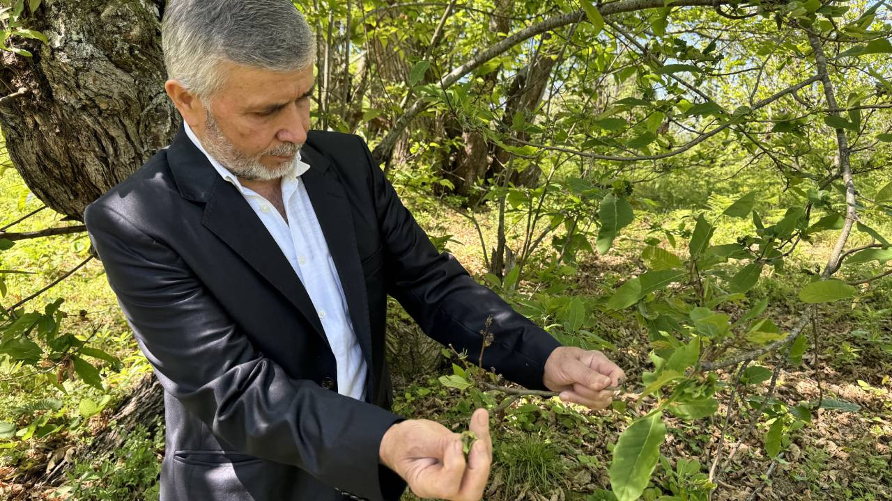 Sinop'ta kestane ağaçlarını korumak için avcı böcekler doğaya salındı