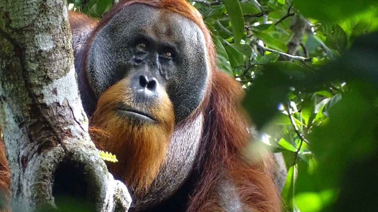 Malezya'dan palm yağı ihracatında 'orangutan diplomasisi'