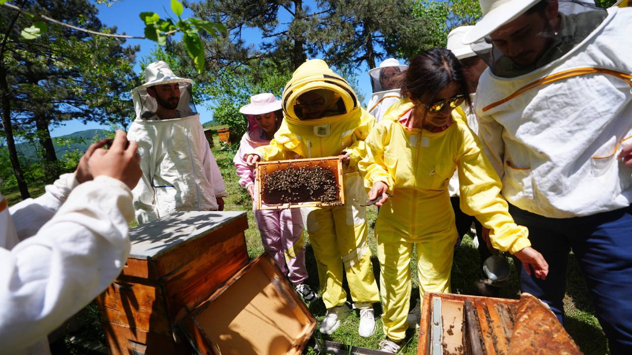 Toz taşınımı bal arılarını olumsuz etkiledi