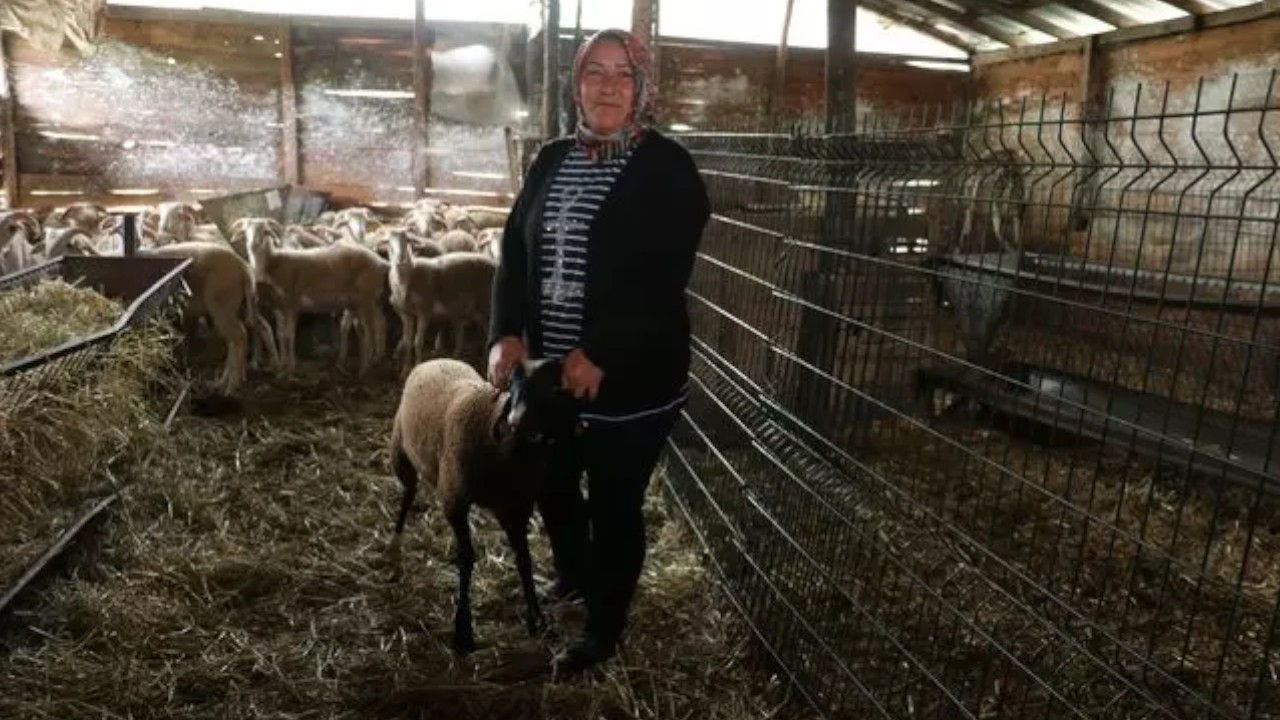 Çobanlık yapan 'Güllü anne' çocuklarına annelik yapıyor