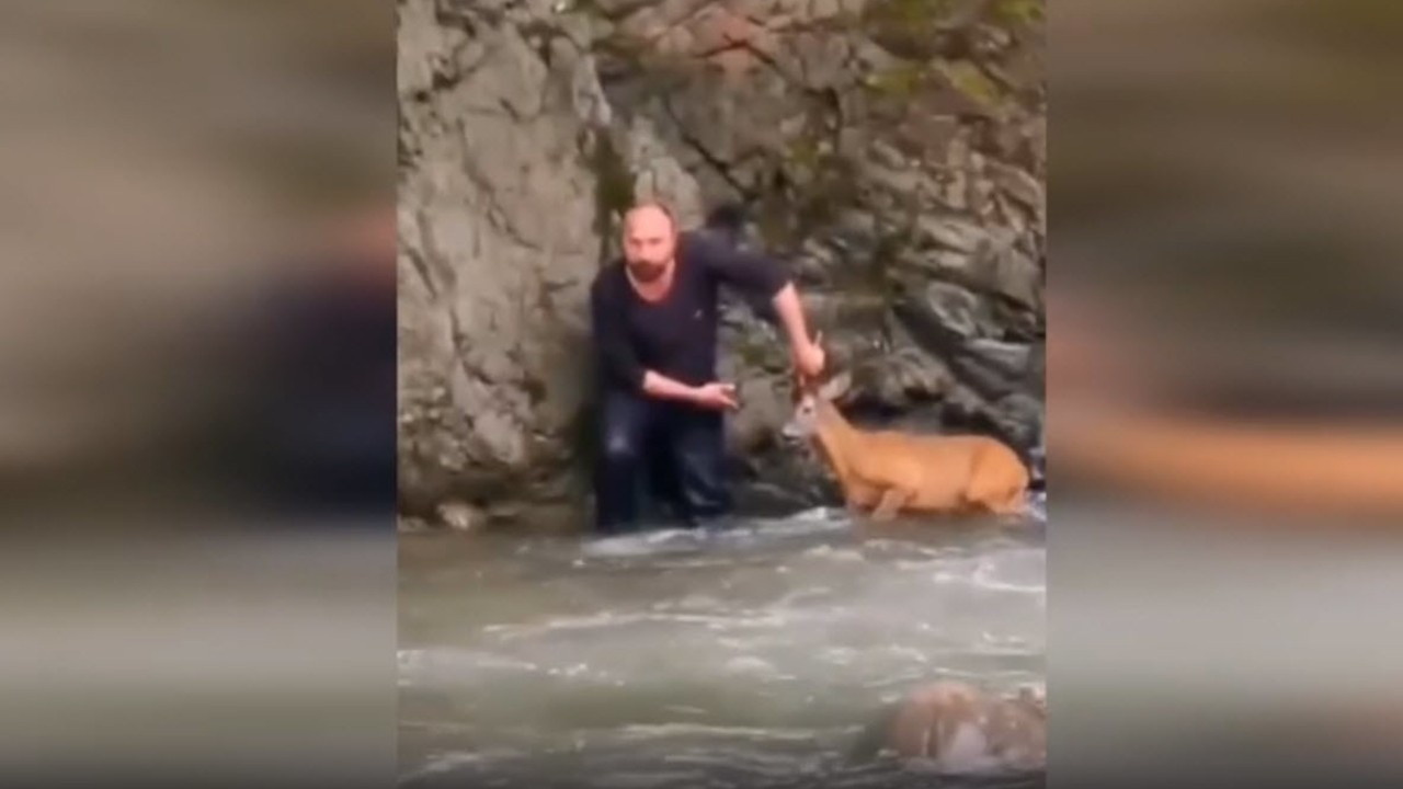 Çoruh Nehri'ne düşen karacayı belediye çalışanı kurtardı
