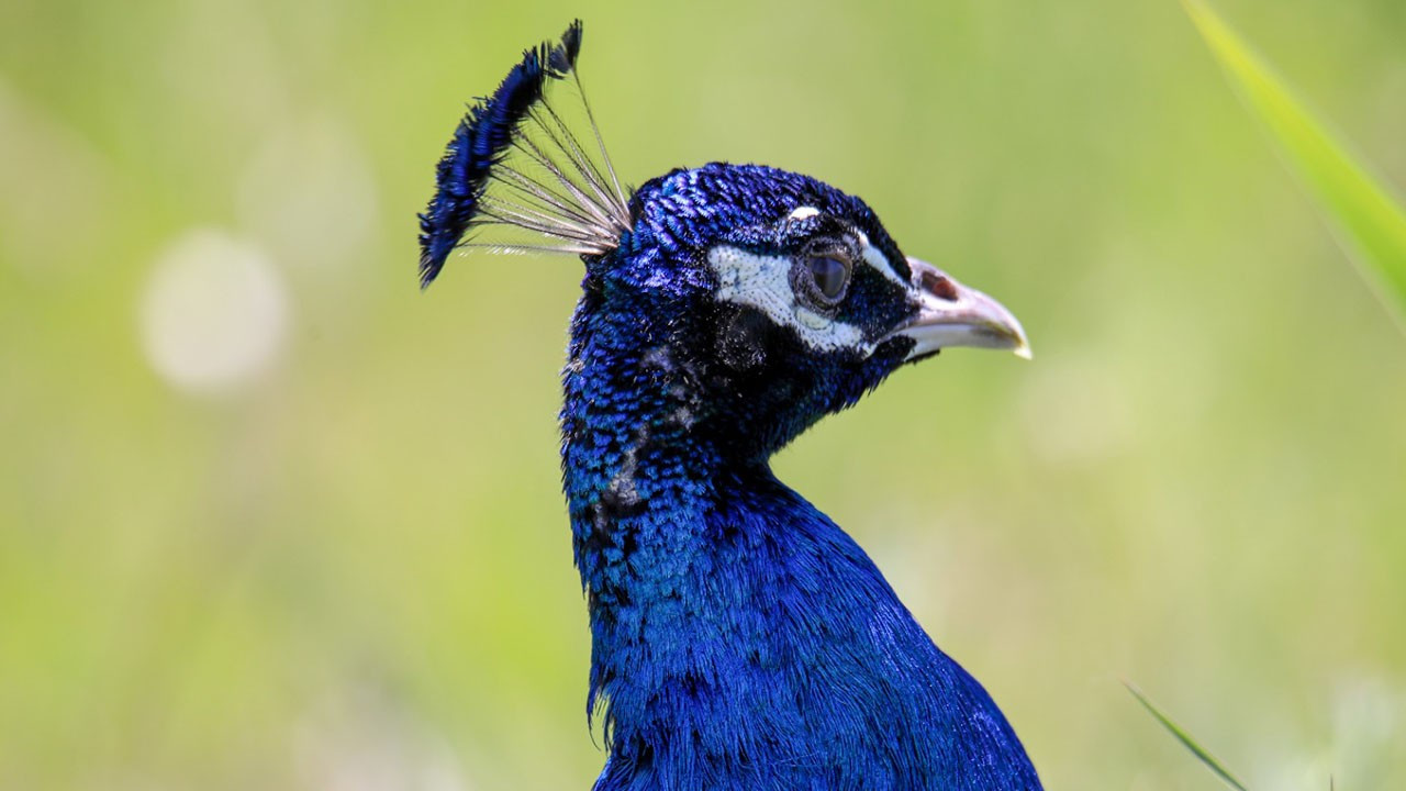 Van Yüzüncü Yıl Üniversitesi tavus kuşlarına sahip çıktı