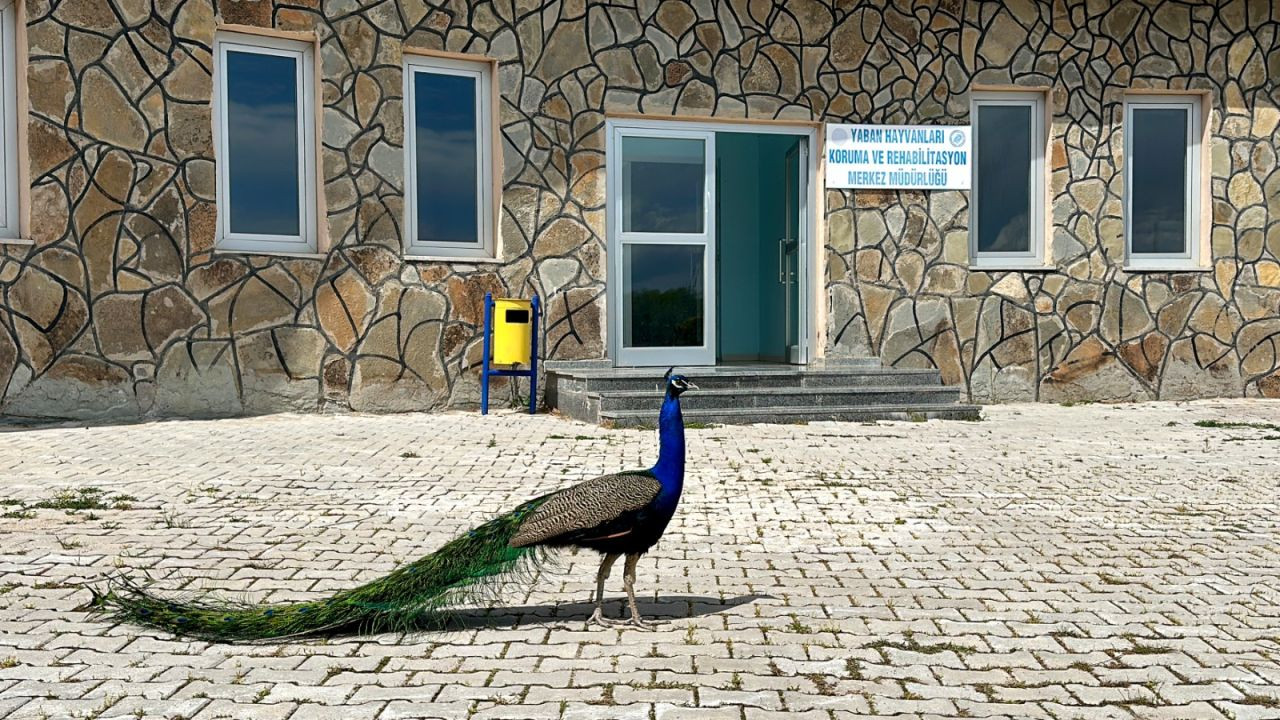 Van Yüzüncü Yıl Üniversitesi tavus kuşlarına sahip çıktı - Sayfa 4