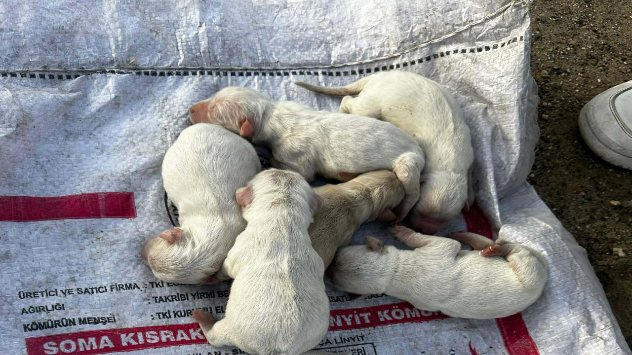 Çöpe atılan yavru köpekleri üniversite öğrencileri kurtardı