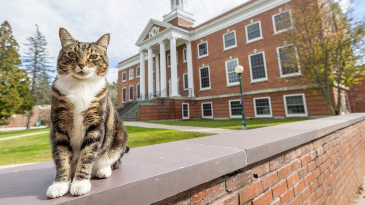 ABD'de Vermont Üniversitesi bir kediye onursal doktora verdi